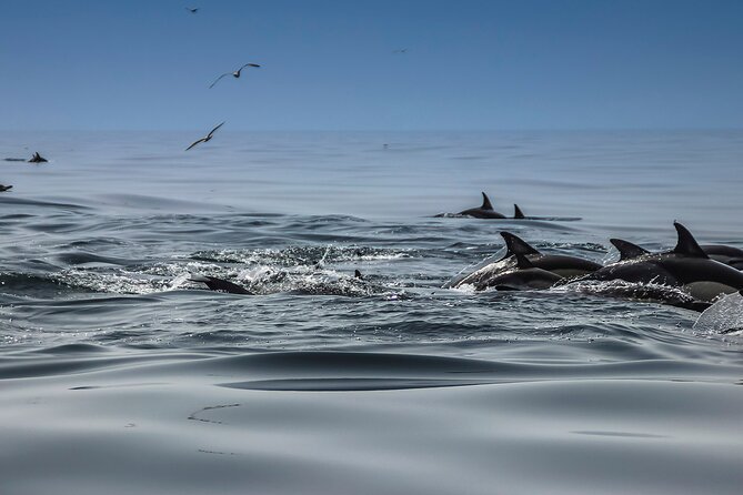 Dolphins & Benagil Caves with Biologist guide - The dolphin search is the heart of the trip