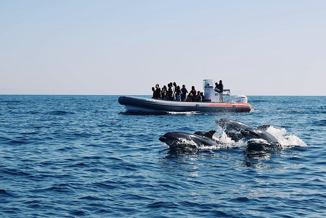 Dolphins Search and Benagil Caves from Albufeira - Key points at a glance