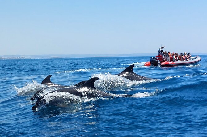 Dolphins Search and Benagil Caves from Albufeira - Searching for dolphins along the Algarve coast