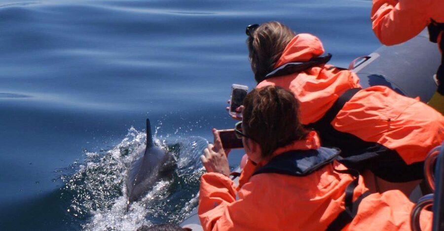 Dolphins Watching - Portimão - Key details before you book