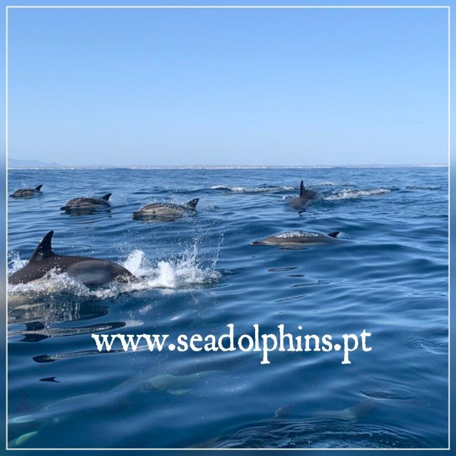 Dolphins Watching - Portimão - Setting off from Quiosque N.º 11 at Praia da Rocha