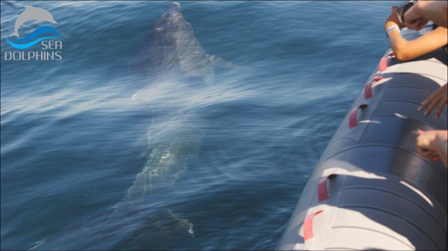 Dolphins Watching - Portimão - Why seeing dolphins in the wild matters
