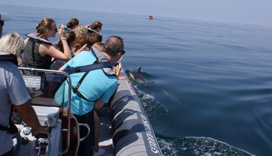 Dolphins Watching - Portimão - Price and value at $41 per person