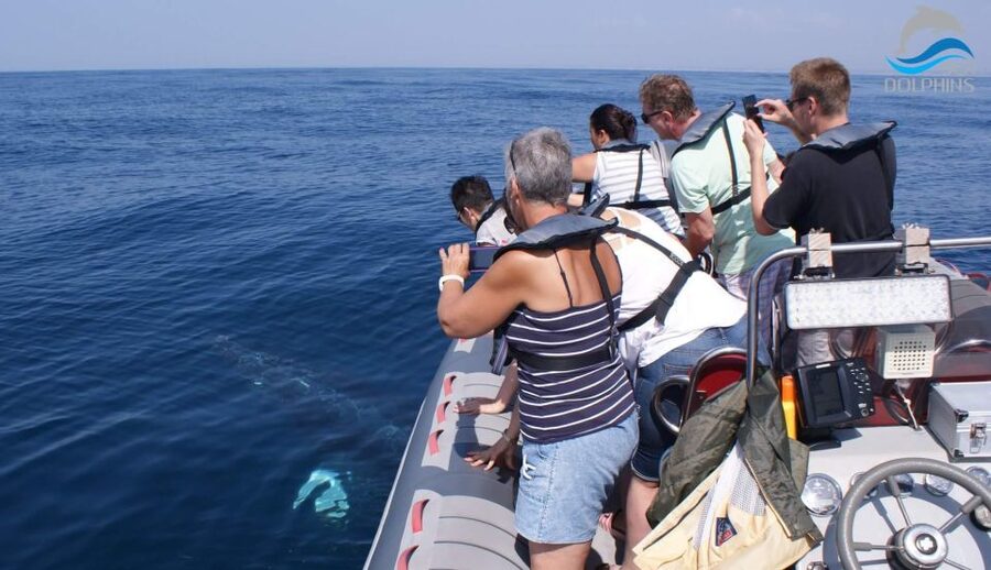 Dolphins Watching - Portimão - What the guides add to the experience