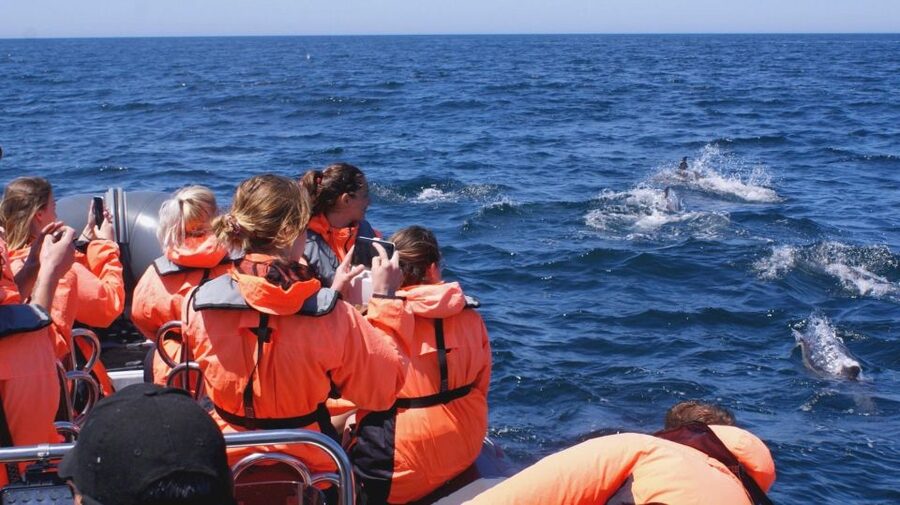 Dolphins Watching - Portimão - Who should book this Portimão dolphin trip?