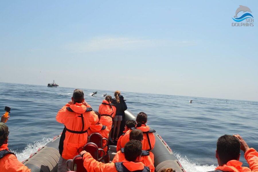 Dolphins Watching - Portimão - Smart planning for a smoother outing