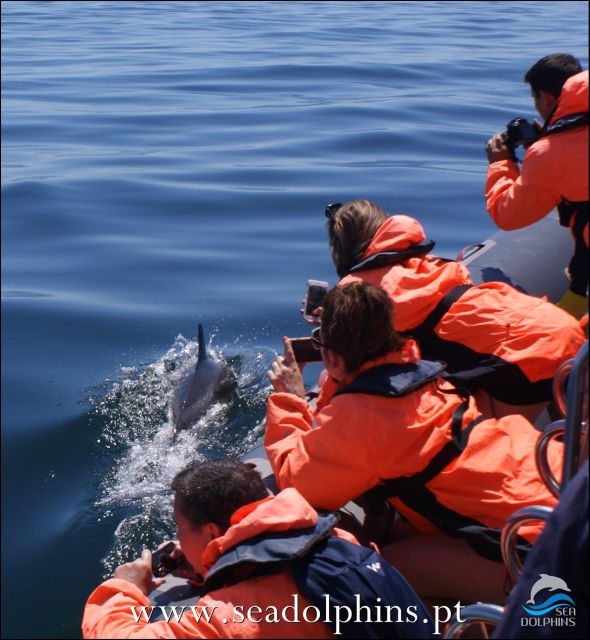 Dolphins Watching - Portimão - Searching the Atlantic for wild dolphin pods
