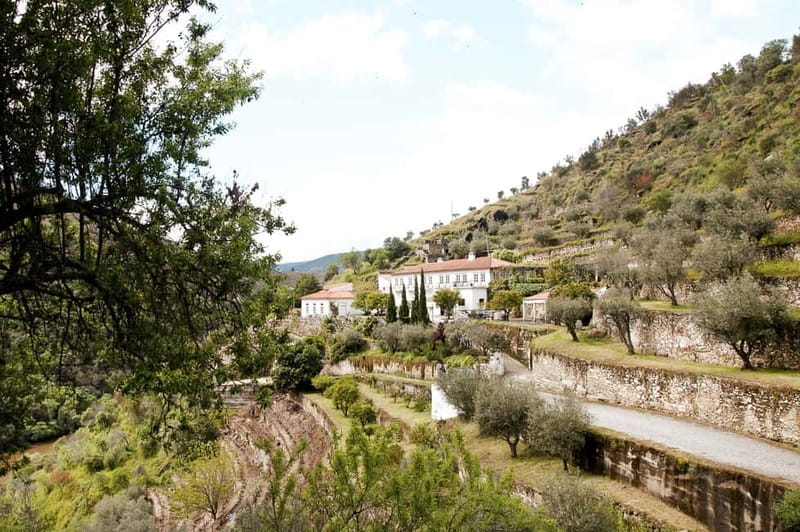 Douro Valley: Real Small-Group, Wine Tasting, Lunch & Boat - Who should choose this Douro Valley tour