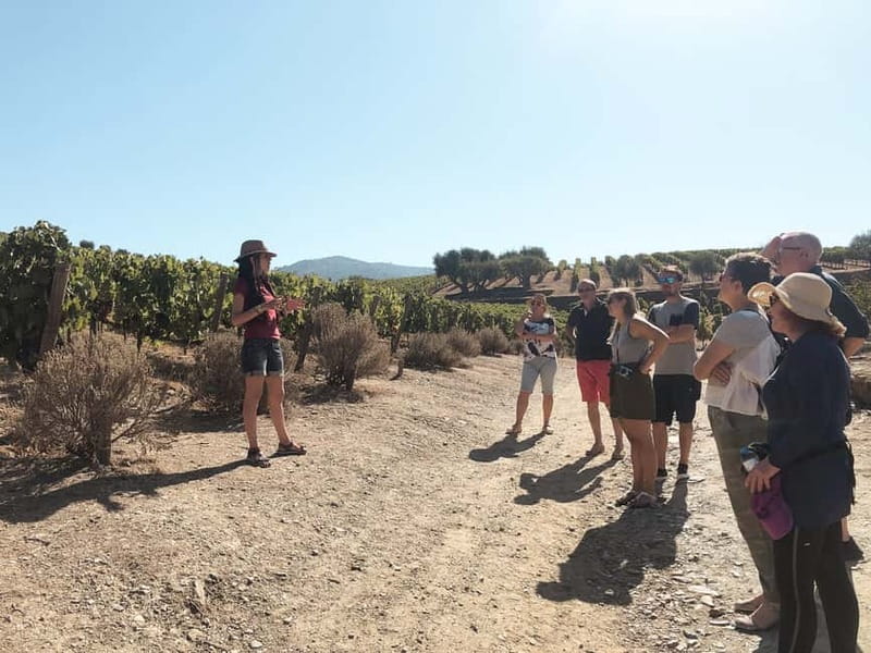 Douro Valley: Real Small-Group, Wine Tasting, Lunch & Boat - The second estate: table wine, olive oil, and honey