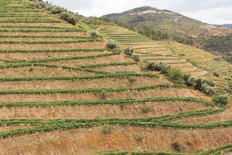 Douro Valley: Real Small-Group, Wine Tasting, Lunch & Boat - The guide can make or break a long day