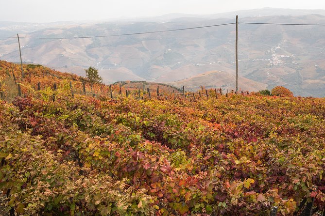 Douro Valley Small-Group Tour with Wine Tasting, Lunch and Boat - Porto Pickup and the Long Road East