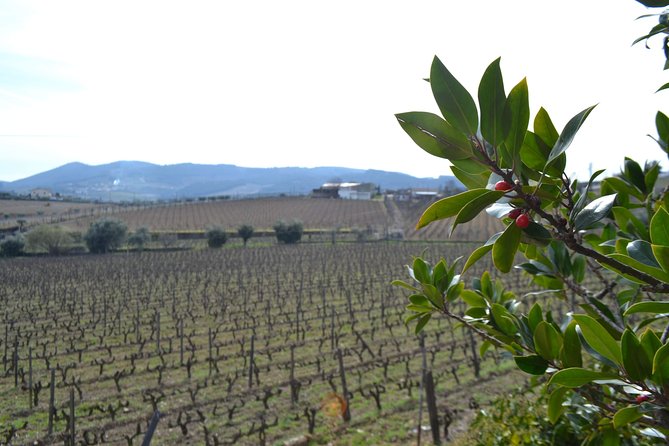 Douro Valley Tour: 2 Vineyard Visits, River Cruise, Winery Lunch - A four-course lunch in Sabrosa