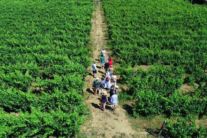 Douro Valley Tour - 3 Wine tastings, Lunch & river Cruise - Régua begins the day with river views