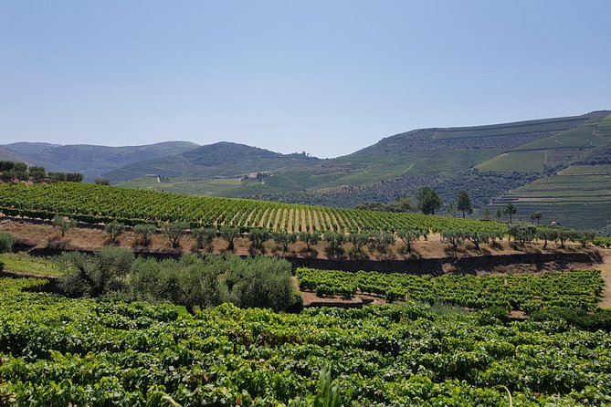 Douro Valley Wine Tour: 3 Vineyard Visits, Wine Tastings, Lunch - The practical drawbacks to weigh
