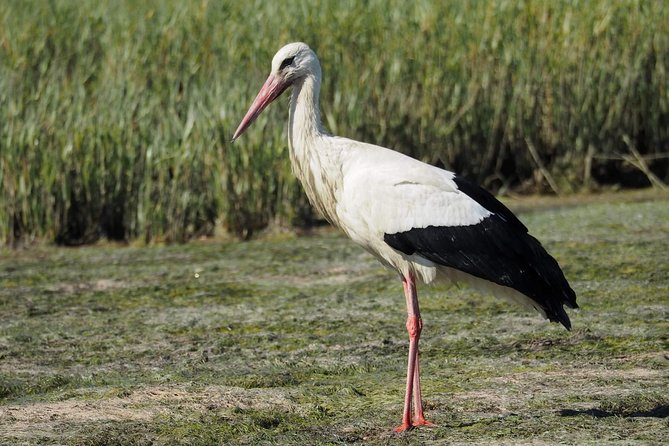 Eco Boat Tour in the Ria Formosa Lagoon from Faro - How much value do you get for $30.23?