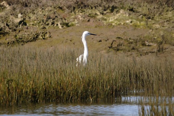 Eco Boat Tour in the Ria Formosa Lagoon from Faro - Practical details that make the day easier