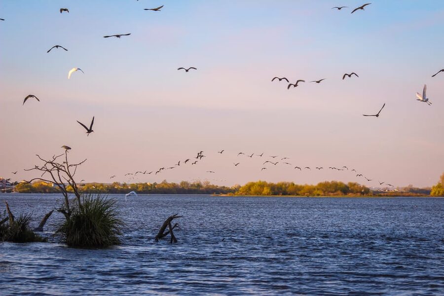 Escaroupim: 1 hour boat trip, guided tour - Watching birds, horses, and river life