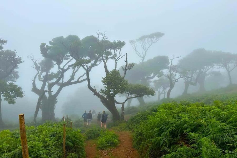 Fanal / Assobiadores - Levada Walk - Cancellation and booking flexibility