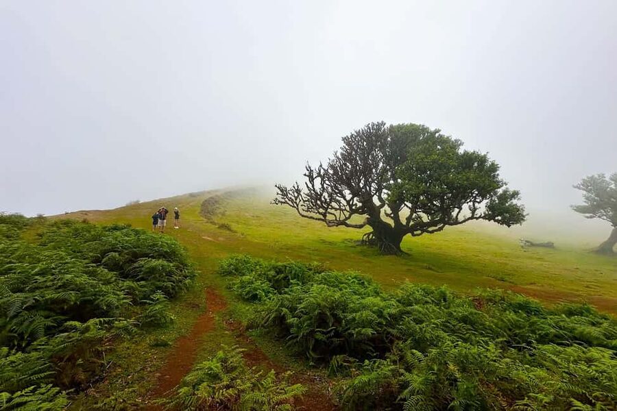 Fanal / Assobiadores - Levada Walk - From Paul da Serra into Madeira’s high country