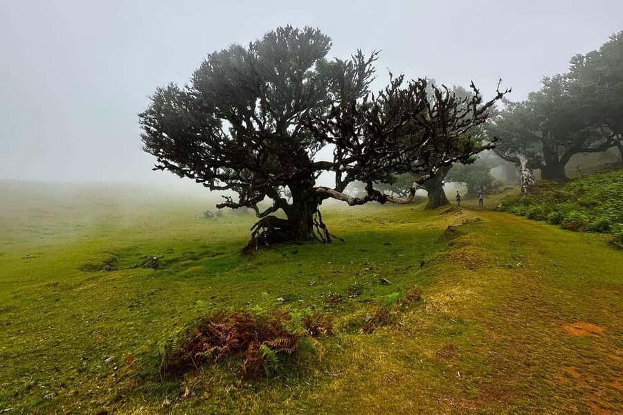 Fanal / Assobiadores - Levada Walk - The laurel forest and the ancient tis trees