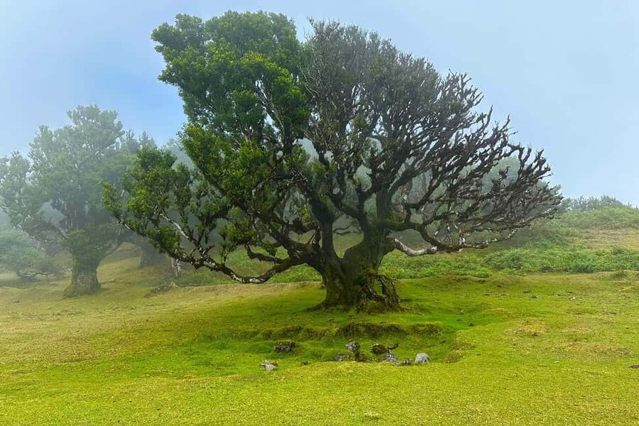Fanal / Assobiadores - Levada Walk - The $50 price and what you receive