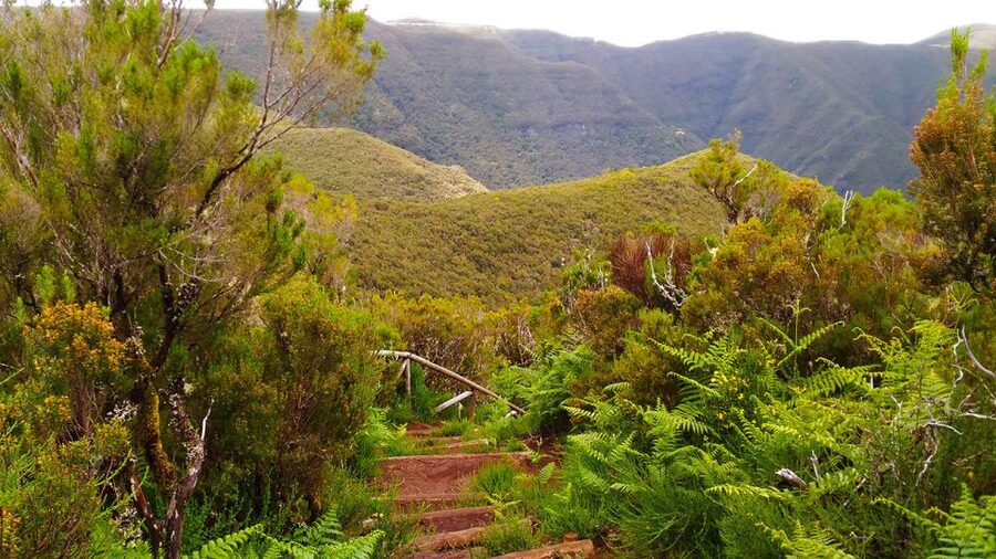 Fanal / Assobiadores - Levada Walk - Who will enjoy this walk most