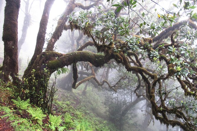 Fanal -Enchanted Forest - A private ride from anywhere on Madeira