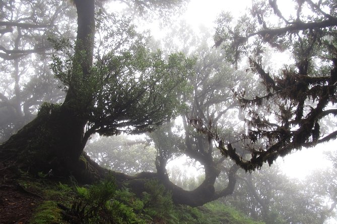 Fanal -Enchanted Forest - What the guide adds to the forest