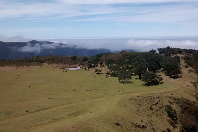 Fanal -Enchanted Forest - How much value do you get for $72.41?