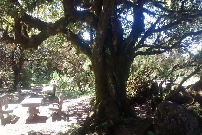 Fanal -Enchanted Forest - Who should book this Fanal tour?