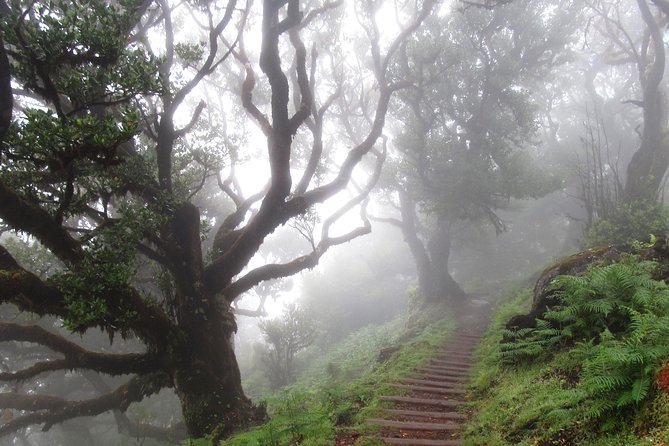 Fanal -Enchanted Forest - Walking among Fanal’s oldest trees