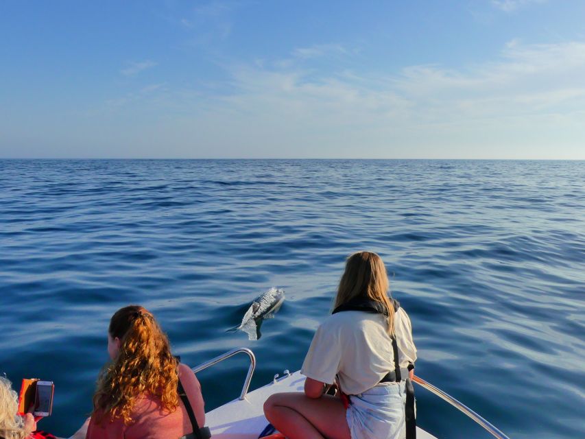 Faro: Dolphin and Wildlife Watching in the Atlantic Ocean - Quick points before you book