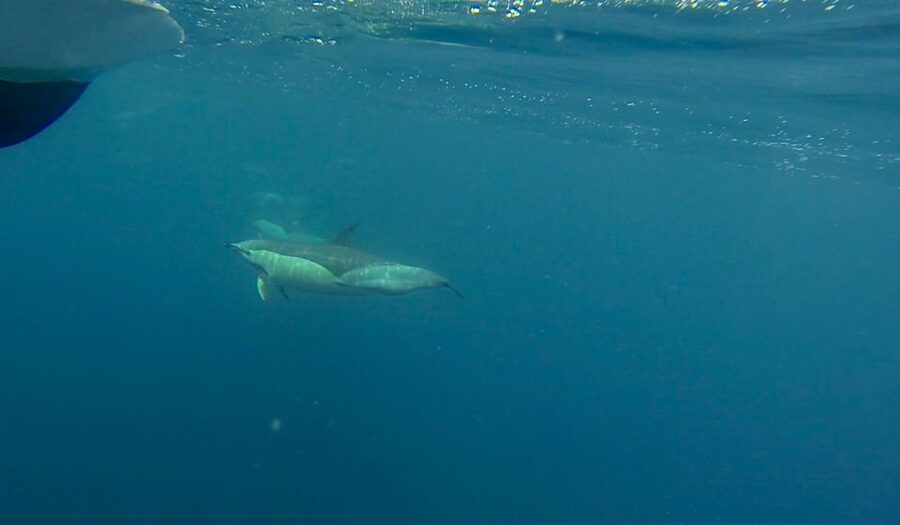 Faro: Dolphin and Wildlife Watching in the Atlantic Ocean - Who should book this Atlantic trip?