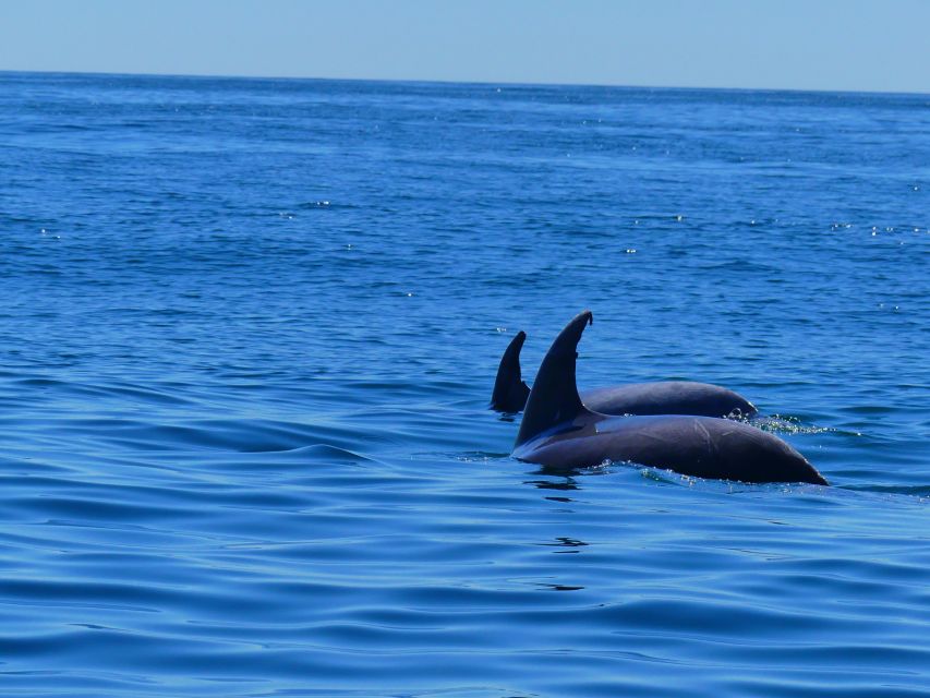 Faro: Dolphin and Wildlife Watching in the Atlantic Ocean - From Faro Marina into Ria Formosa