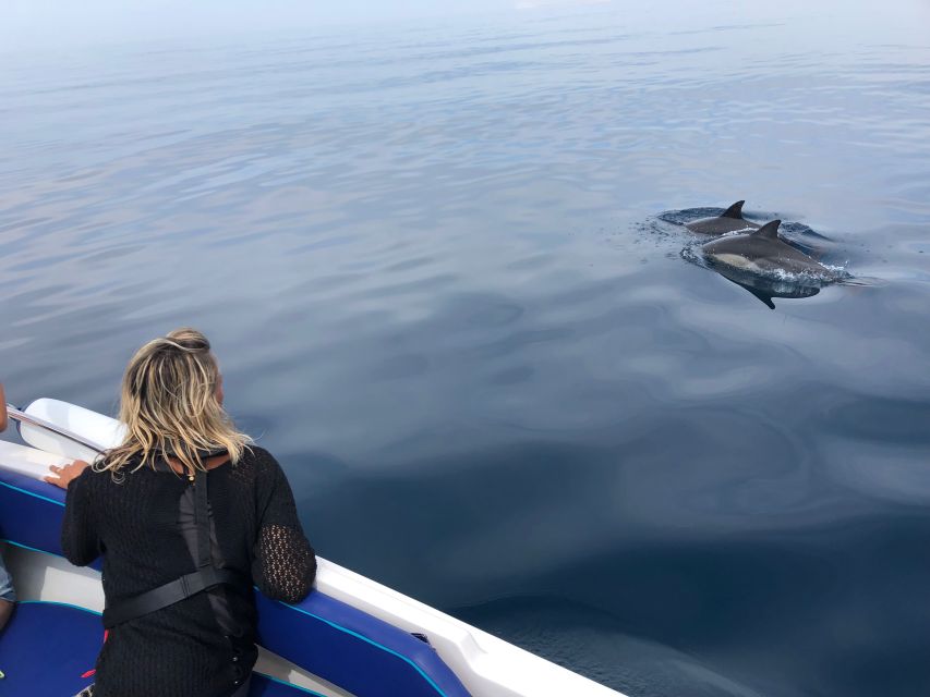 Faro: Dolphin and Wildlife Watching in the Atlantic Ocean - The search for dolphins and whales