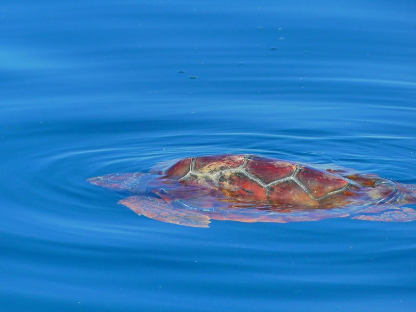 Faro: Dolphin and Wildlife Watching in the Atlantic Ocean - Seabirds, sharks, and smaller surprises