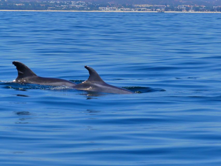 Faro: Dolphin and Wildlife Watching in the Atlantic Ocean - The 30-minute dolphin watch