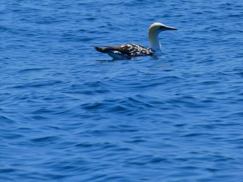 Faro: Dolphin and Wildlife Watching in the Atlantic Ocean - Returning through Ria Formosa