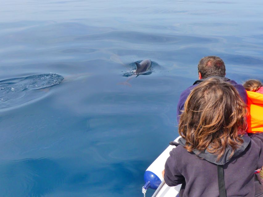 Faro: Dolphin and Wildlife Watching in the Atlantic Ocean - Is $76 good value?