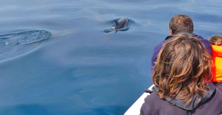 Faro: Dolphin and Wildlife Watching in the Atlantic Ocean - Reaching the open Atlantic