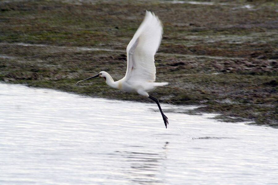 Faro: Eco-Friendly Ria Formosa Bird Watching in Solar Boat - Ria Formosa bird watching at a glance