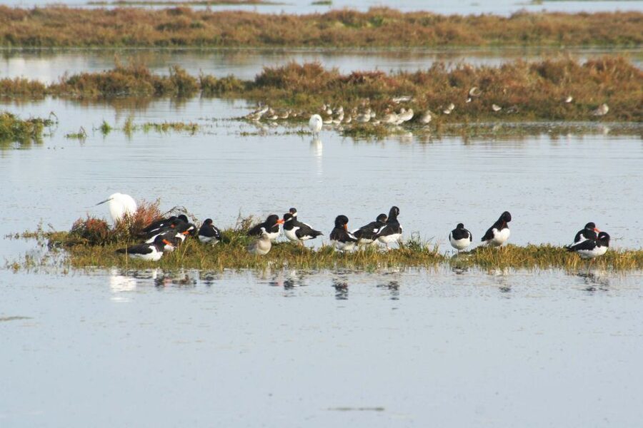 Faro: Eco-Friendly Ria Formosa Bird Watching in Solar Boat - Who will enjoy this Faro outing?