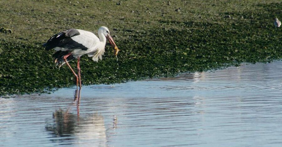 Faro: Eco-Friendly Ria Formosa Bird Watching in Solar Boat - Leaving Rua da Porta Nova for the salt marsh