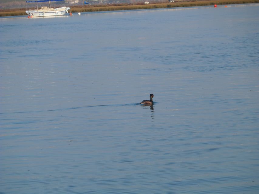 Faro: Eco-Friendly Ria Formosa Bird Watching in Solar Boat - Through the canals, where the birds feed