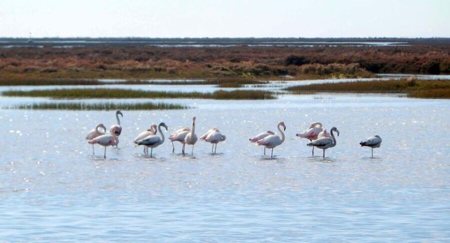 Faro: Eco-Friendly Ria Formosa Bird Watching in Solar Boat - What the solar boat adds