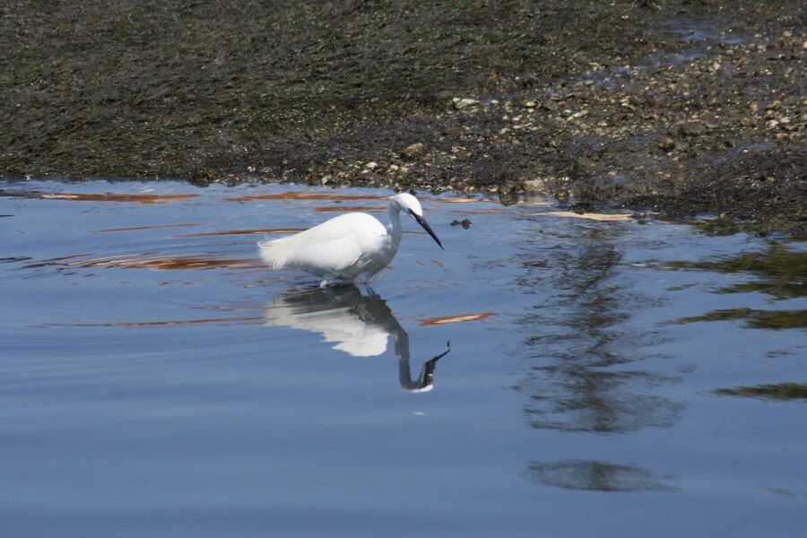 Faro: Eco-Friendly Ria Formosa Bird Watching in Solar Boat - The best time and the biggest uncertainty