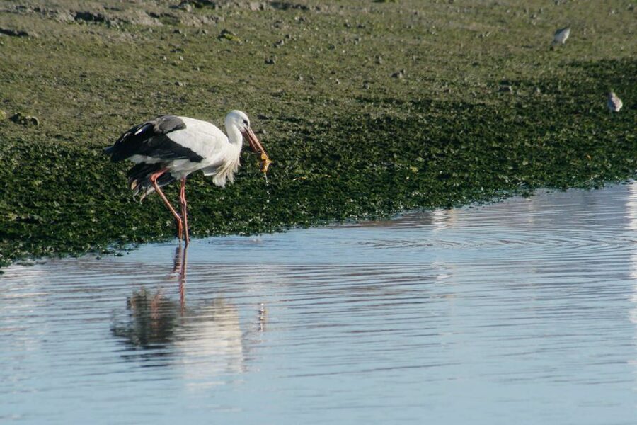 Faro: Eco-Friendly Ria Formosa Bird Watching in Solar Boat - Why the three-meter tide matters
