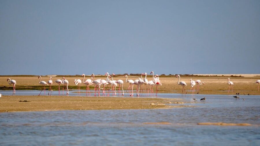 Faro: Ria Formosa Eco Birdwatching Boat Tour - Key points to know before you book
