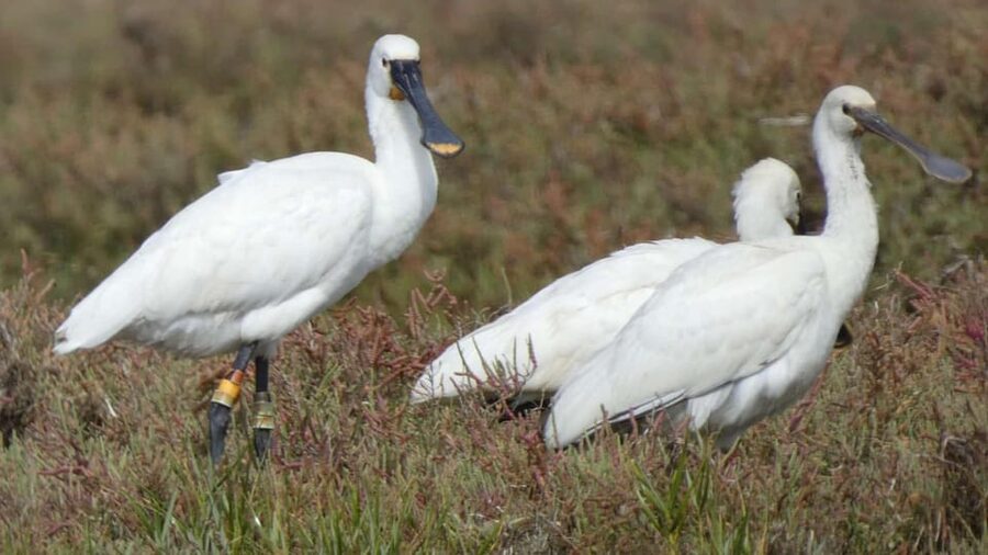 Faro: Ria Formosa Eco Birdwatching Boat Tour - Birdwatching with realistic expectations