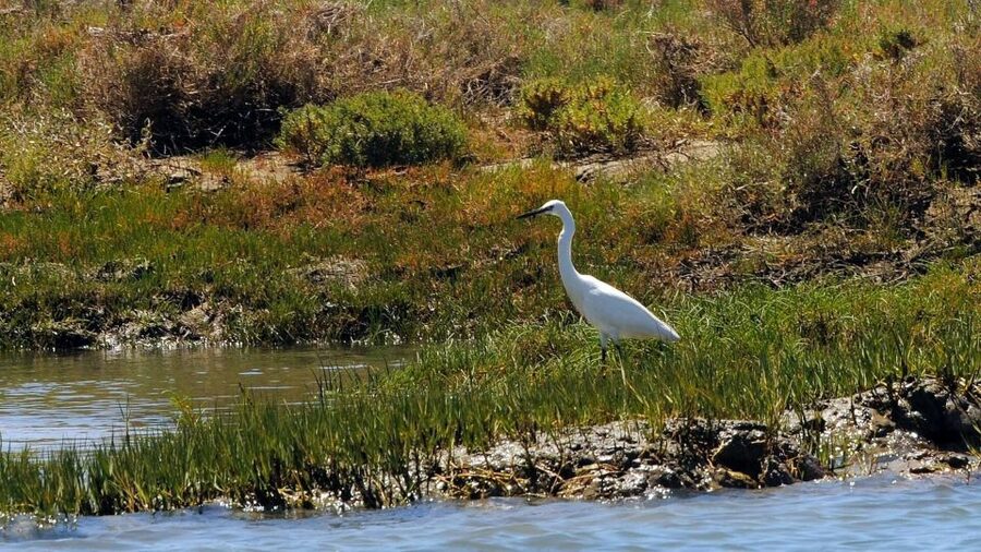 Faro: Ria Formosa Eco Birdwatching Boat Tour - What the guide adds to the cruise